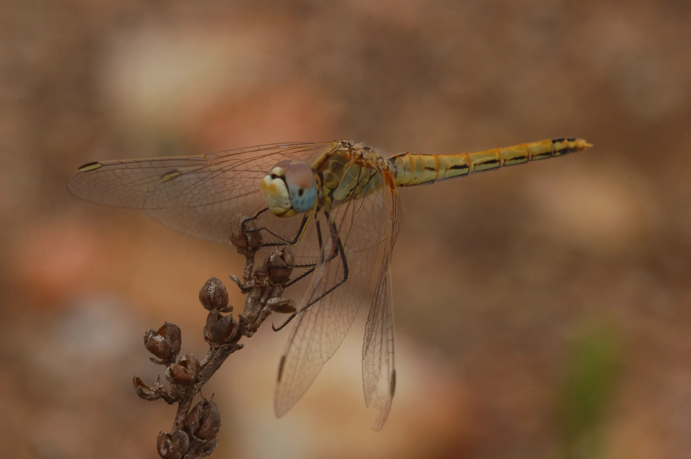 libelle rastplatz